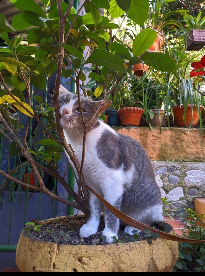 Hospedaje El Jardin San Agustín 외부 사진